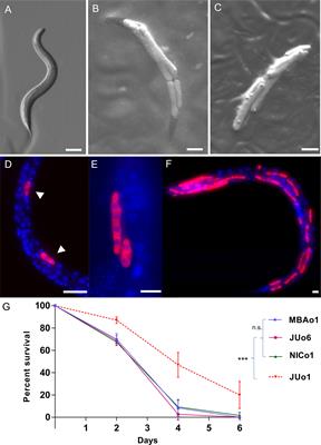 Infection of C. elegans by Haptoglossa Species Reveals Shared Features in the Host Response to Oomycete Detection